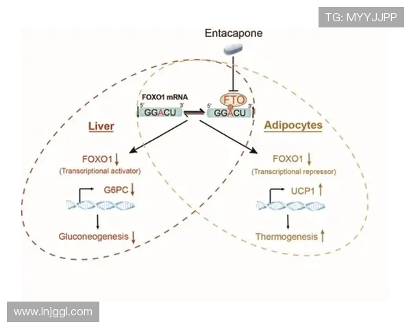 支链氨基酸在运动营养与代谢调控中的关键作用解析机制与应用前景探讨